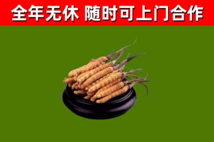 恩施州烟酒回收冬虫夏草.jpg